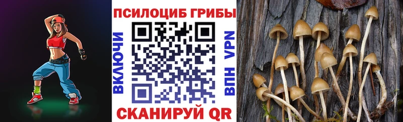 закладки  Медвежьегорск  Галлюциногенные грибы Psilocybine cubensis 